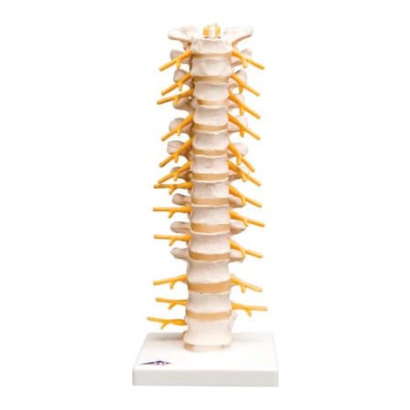 Fabrication Enterprises 3B Anatomical Model - Thoracic Spinal Column 964577